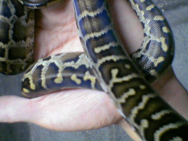 aberrant pattern burm