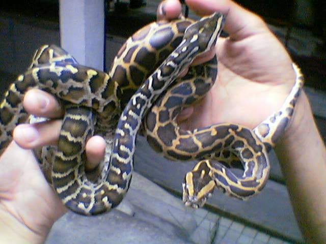 aberrant pattern burm