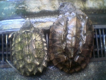 mata & snapper