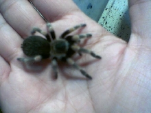 mexican red knee