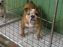 bulldog