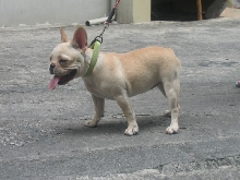 French_bulldog