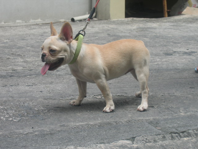 French_bulldog