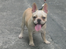 French_bulldog2