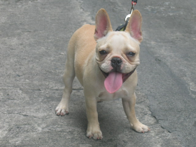 French_bulldog2