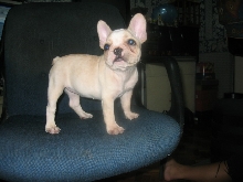 french bulldog