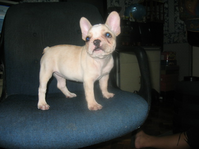 french bulldog