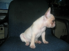 french bulldog2