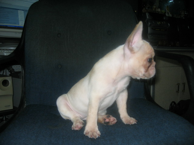 french bulldog2