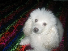 poodle