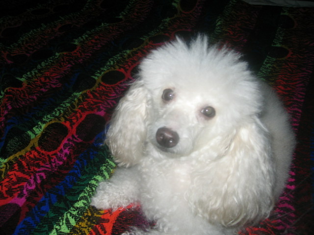 poodle