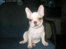 french bulldog3