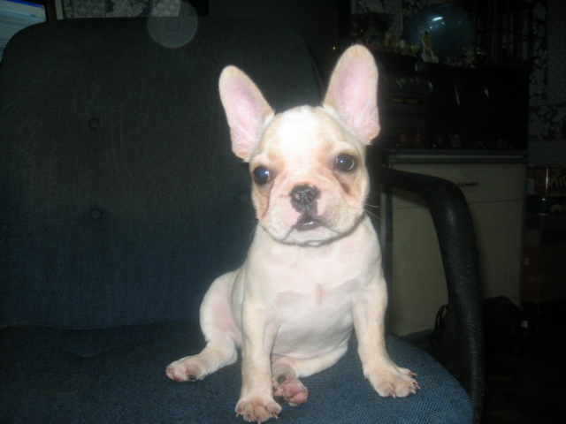 french bulldog3