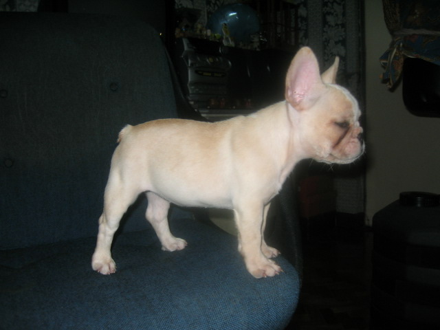 french bulldog4