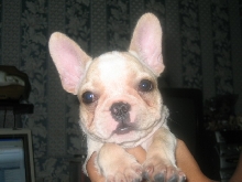 french bulldog5