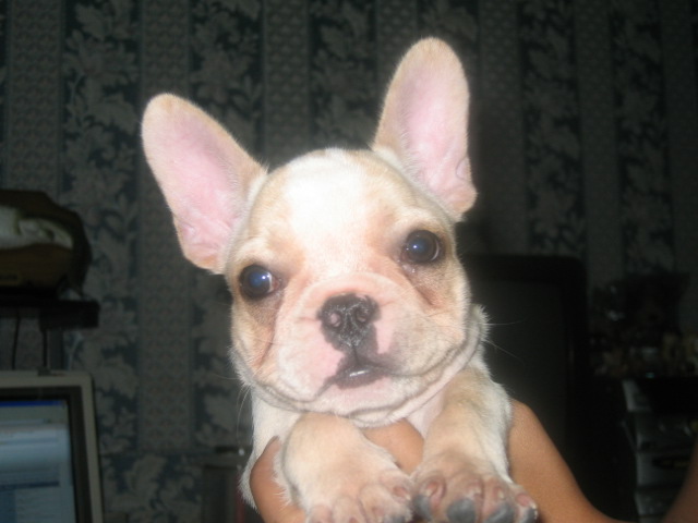 french bulldog5