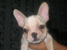 french bulldog6