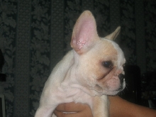french bulldog7