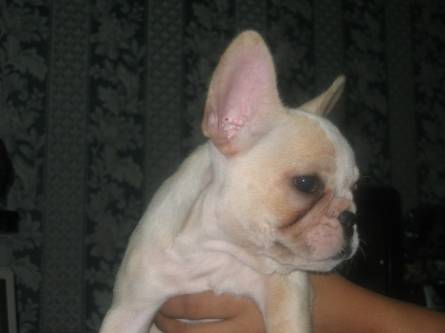 french bulldog7