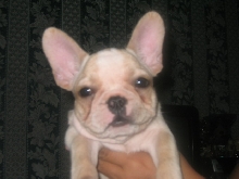 french bulldog8