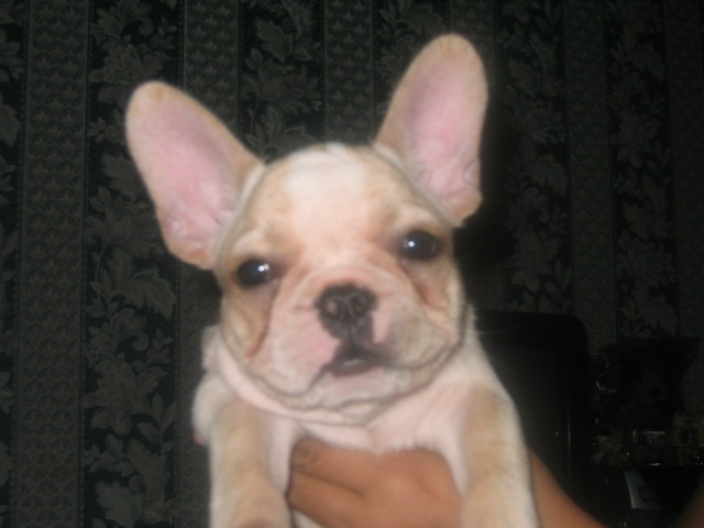 french bulldog8