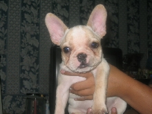 french bulldog9