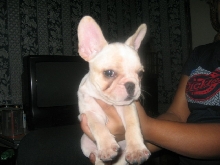 french bulldog10