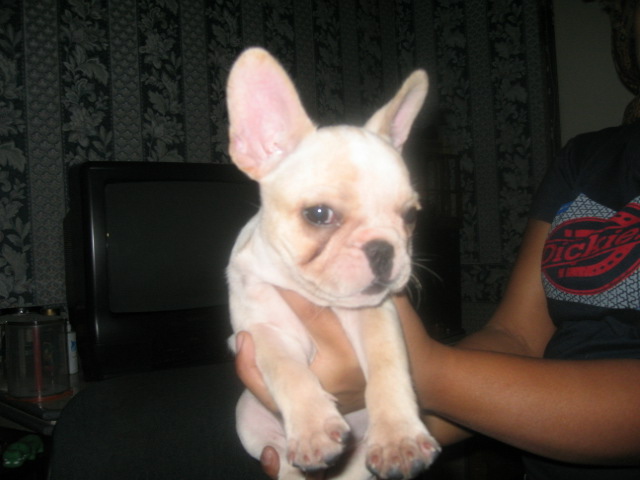 french bulldog10