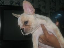 french bulldog11