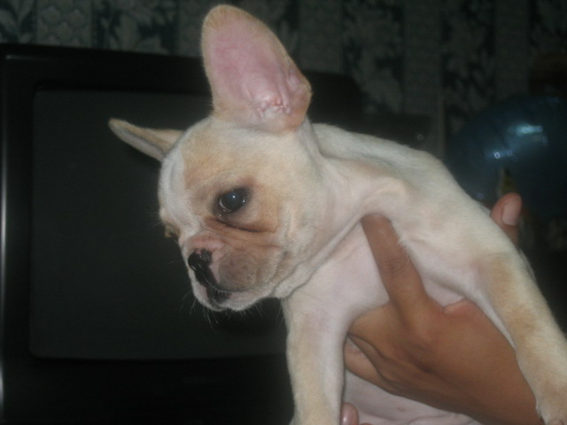 french bulldog11