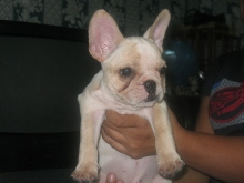 french bulldog12