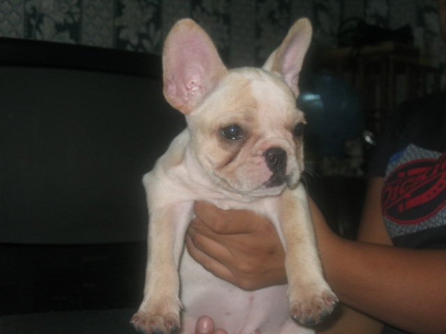 french bulldog12