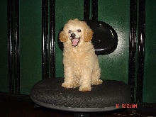 Poodle