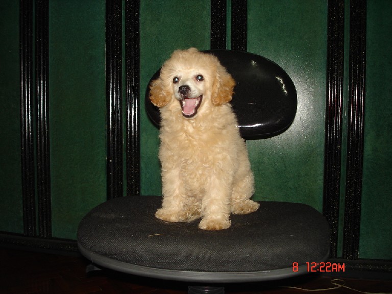 Poodle