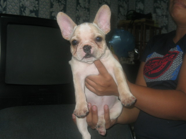 french bulldog13
