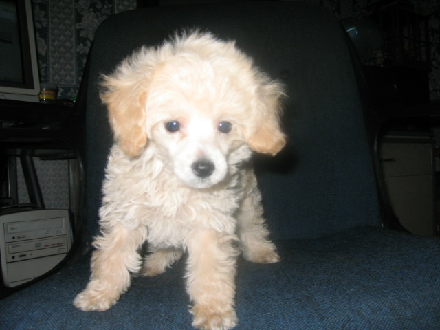 poodle2
