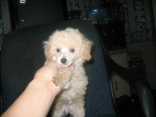 poodle3