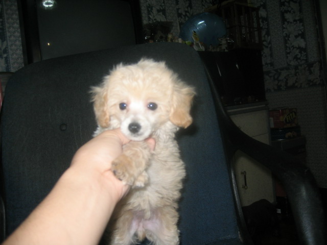 poodle3
