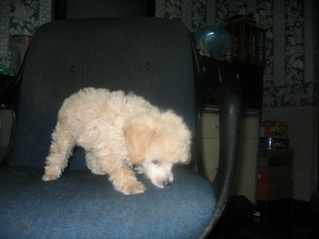 poodle4