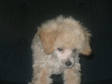 poodle5