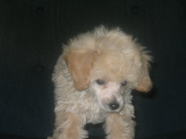 poodle5