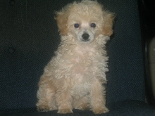 poodle6