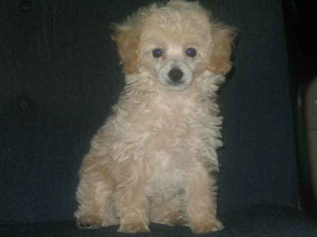 poodle6