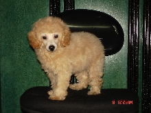 poodle