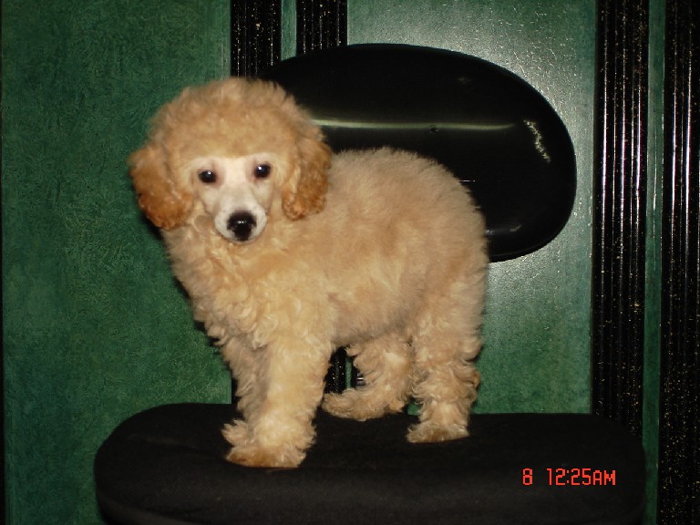 poodle