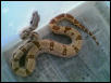 hypo