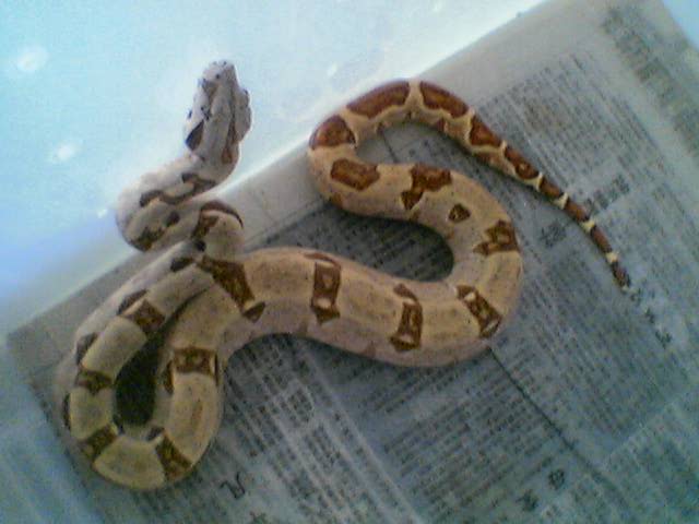 hypo