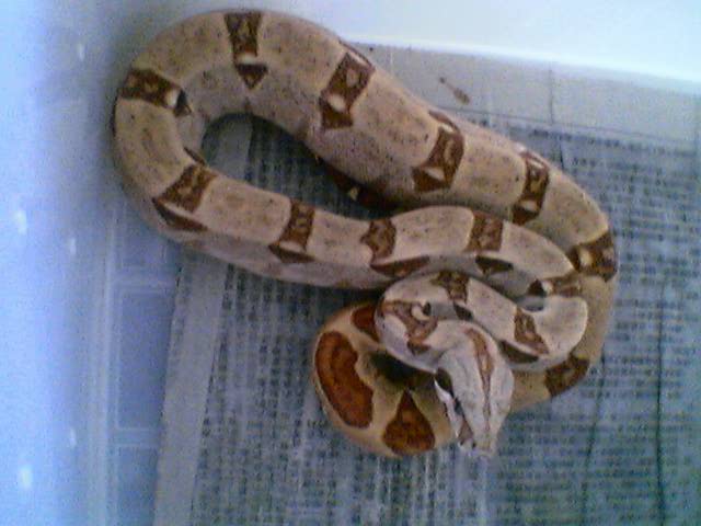 hypo2