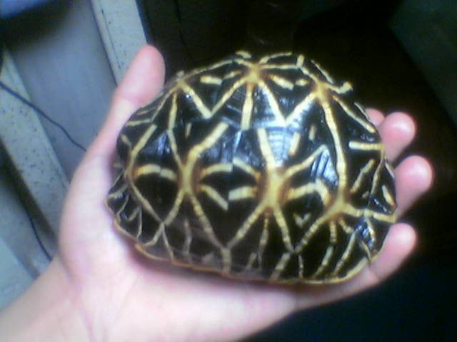 star