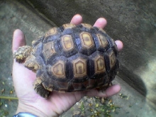 sulcata